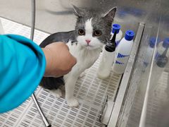 -北京观赏动物医院·24小时大型综合·猫专科·异宠专科