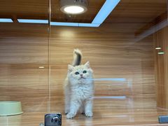 -猫十亿·布偶金渐层·曼基康矮脚猫舍(青年路店)