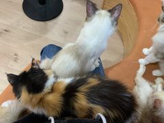 -Bastet sally猫舍购宠(静安店)