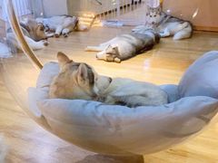 -Husky Go! 哈士奇体验馆·宠物咖啡厅狗咖