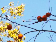 -三里屯东五街银杏大道