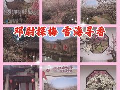 -香雪海