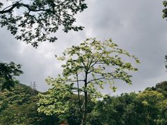 -阳台山森林公园
