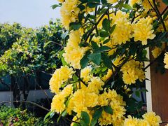-望海·帆船主题咖啡厅•品茗下午茶(石湖景区店)