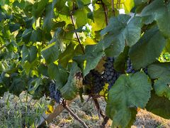 -安德鲁户外烧烤帐篷营地(马泉营店)