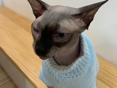 -李小姐の猫咖啡馆(五角场店)