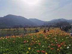 -径山花海