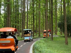 -黄海国家森林公园