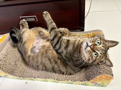 -艾贝尔宠物医院 ·内科全科(梁溪路店)