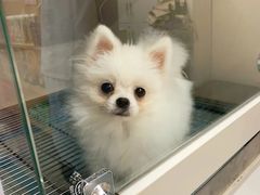 -唐小姐の私宠·宠物洗护美容·撸猫馆·购宠(周浦万达旗舰店)