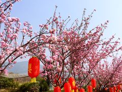 -天适樱花悠乐园