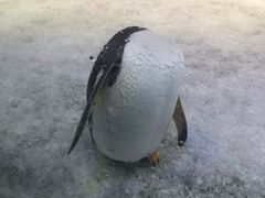 -芜湖新华联大白鲸海洋公园