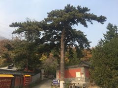 -阳台山自然风景区