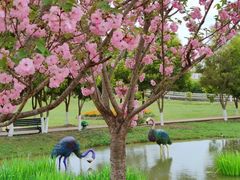 -紫颐香薰山谷景区