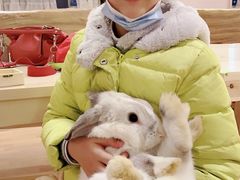 -猫猫幼稚园·撸猫·桌游·电玩