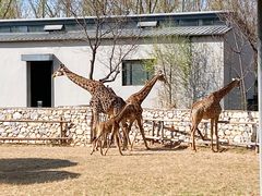 -北京野生动物园