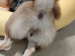 -逗柴咖啡屋·狗咖猫咖宠物桌游