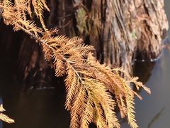 -三水森林公园