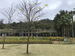 -野狸岛