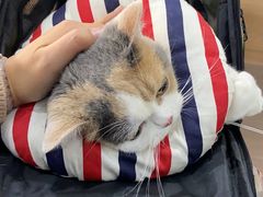 -爱侣宠医·鹦鹉专科·小型哺乳类·异宠专科(灵石路店)