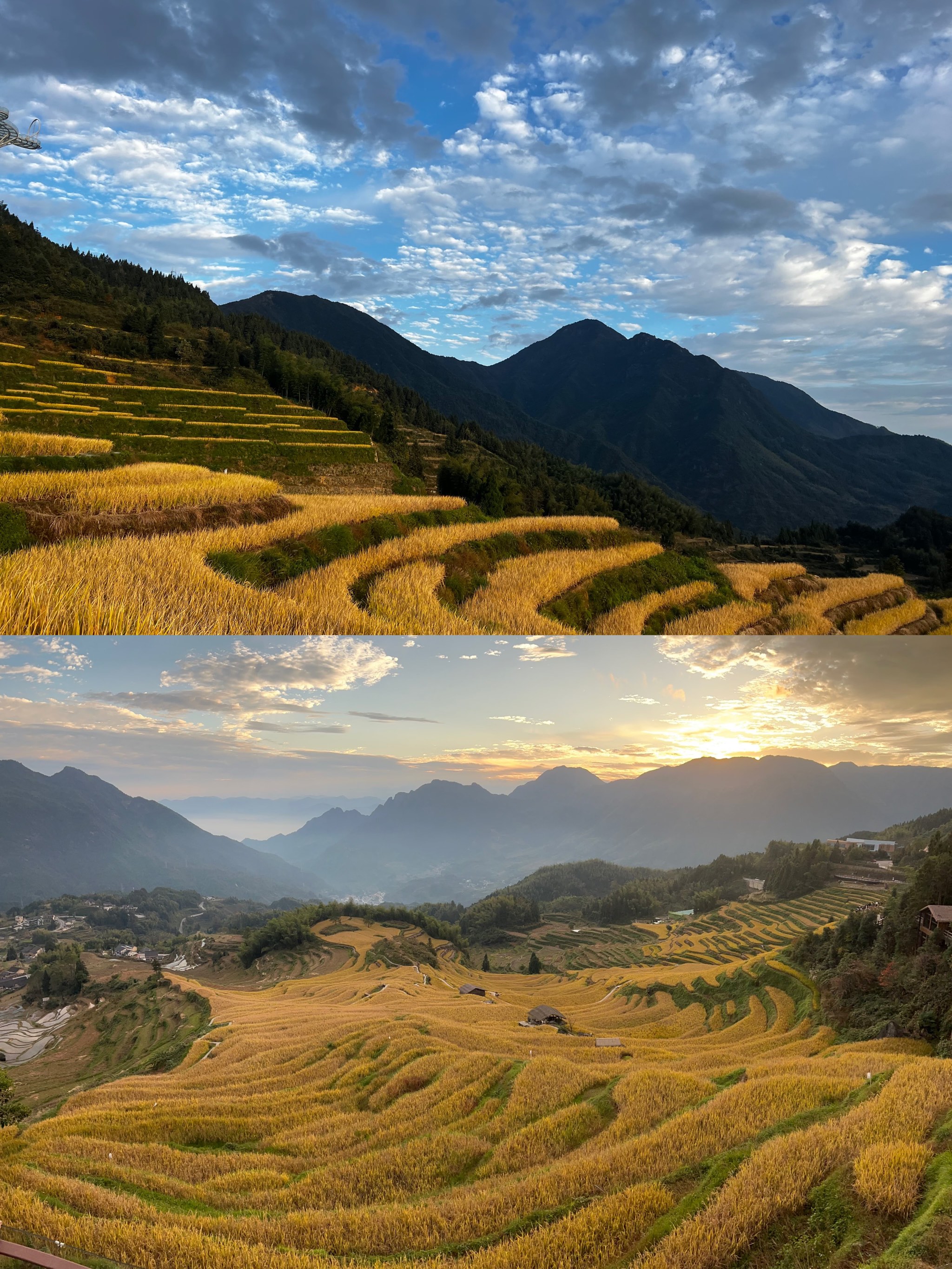 丽水云和梯田油菜花图片