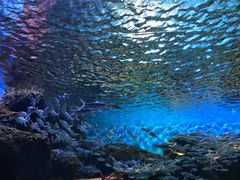 -华夏文旅海洋公园