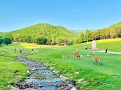 -茅兰沟国家森林公园