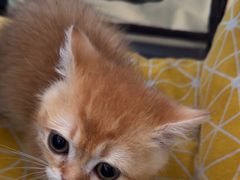 -瑞派福兴宠物医院犬猫全科·骨科·中西医结合(河东店)