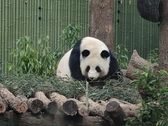 -成都动物园