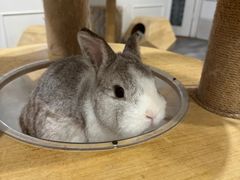 -楼上猫咖(罗湖店)