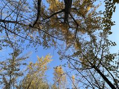 -昆山城市生态森林公园