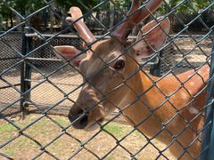 -大连森林动物园