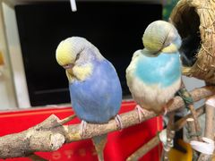 -雨林宠物医院 非犬猫异宠专科
