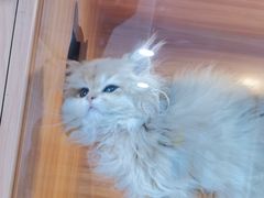-喵百万·布偶·蓝金金渐层英短·猫舍(百子湾店)