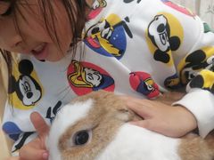 -楼上猫咖(罗湖店)