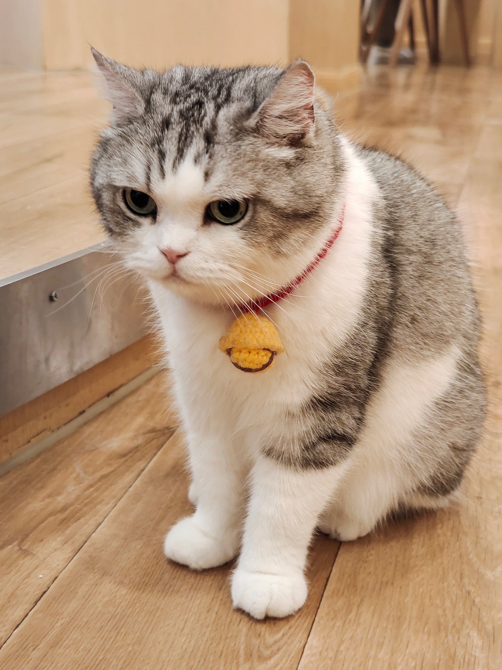 我云吸了很久的大网红,大头
今天终于有机会来摸摸啦!