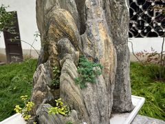 -上海醉白池公园