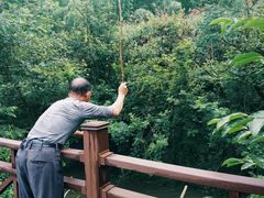 -石台牯牛降景区