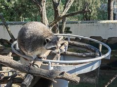 -西霞口神雕山野生动物世界