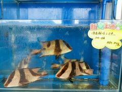 -蚝专家(北滘店)