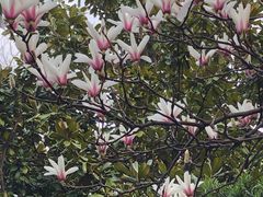 -上海市龙华烈士陵园