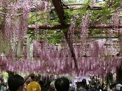 -嘉定紫藤园