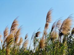 -芒洲湿地公园