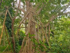 -中国科学院西双版纳热带植物园
