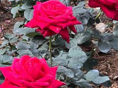 -人民公园(罗湖区)