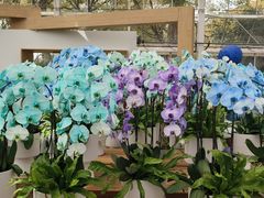 -上海鲜花港