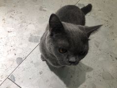-飞行喵MR PILOT|猫舍·猫咖(静安大融城店)