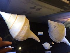 -贝壳梦幻世界