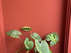 -红东阁东北菜烤肉酒馆(CROSS万象汇店)
