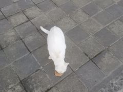 -麦当劳(轻轨曹杨路店)